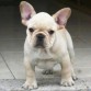 NUTIBARA BULLDOG FRANCES